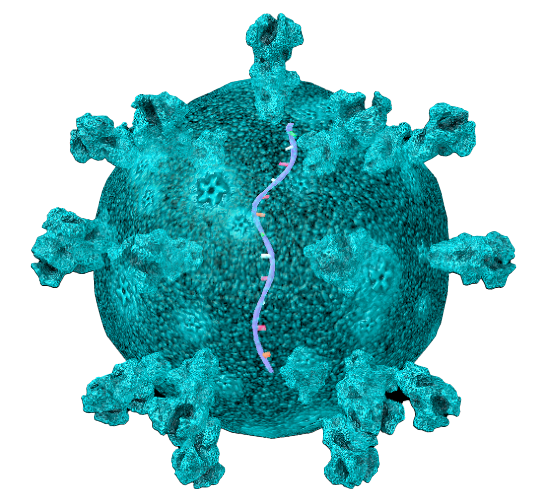 CoronaVirus