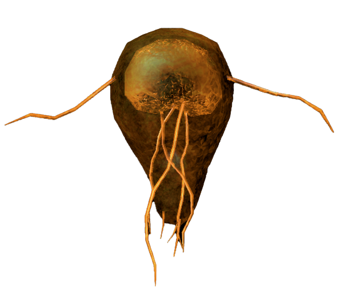 Giardia